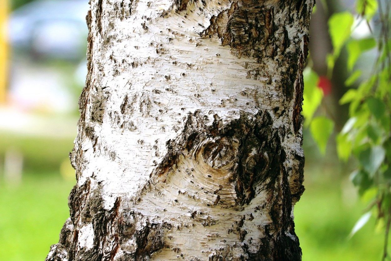 Тополь дерево кора