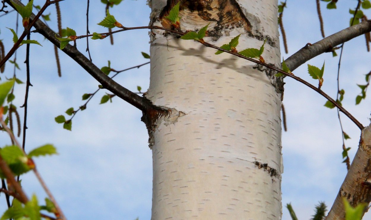 Лица в коре деревьев