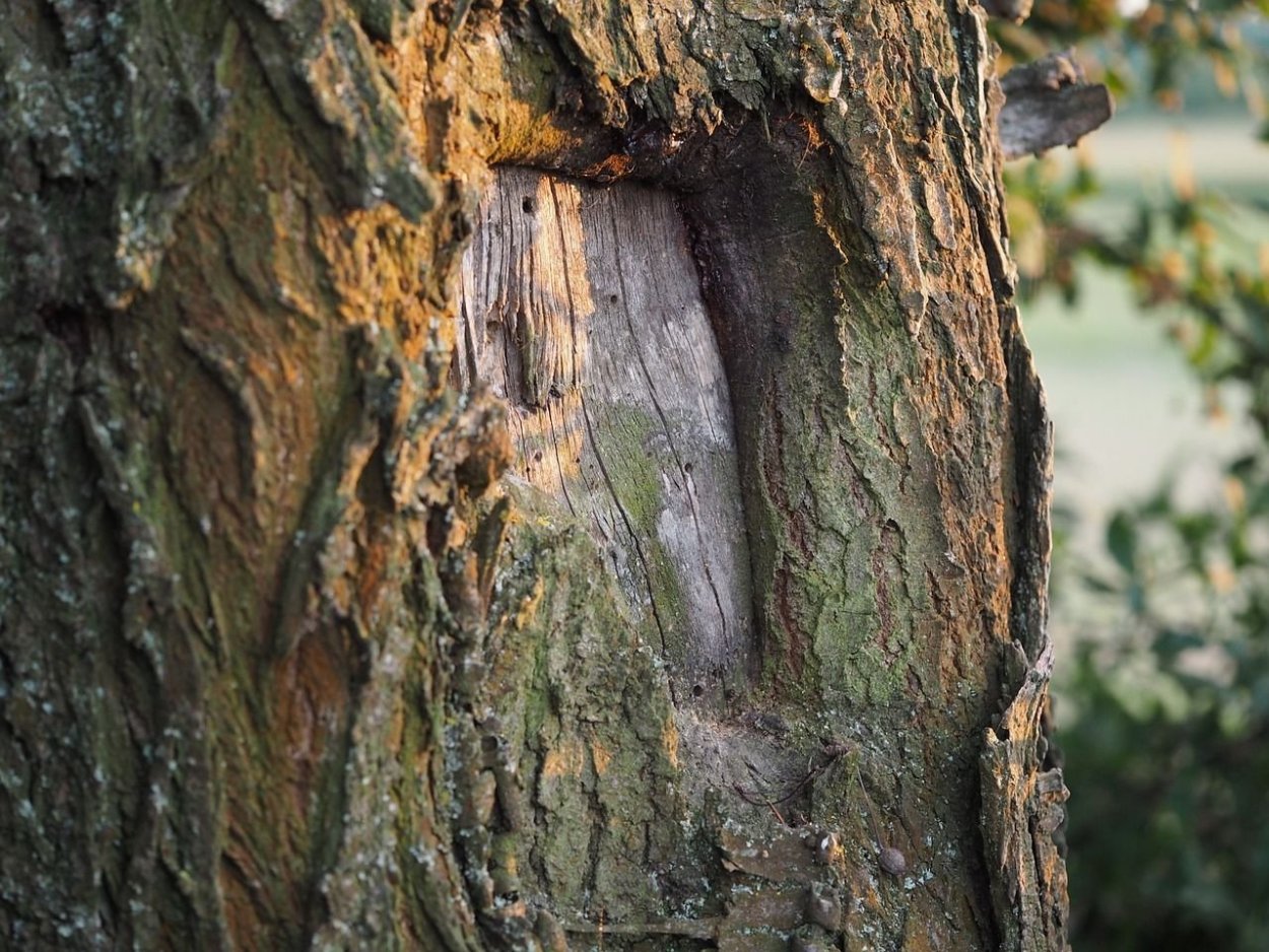 Кора Топополя фактура штукатурки