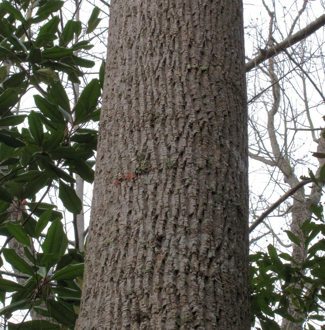 Ольха ствол дерева