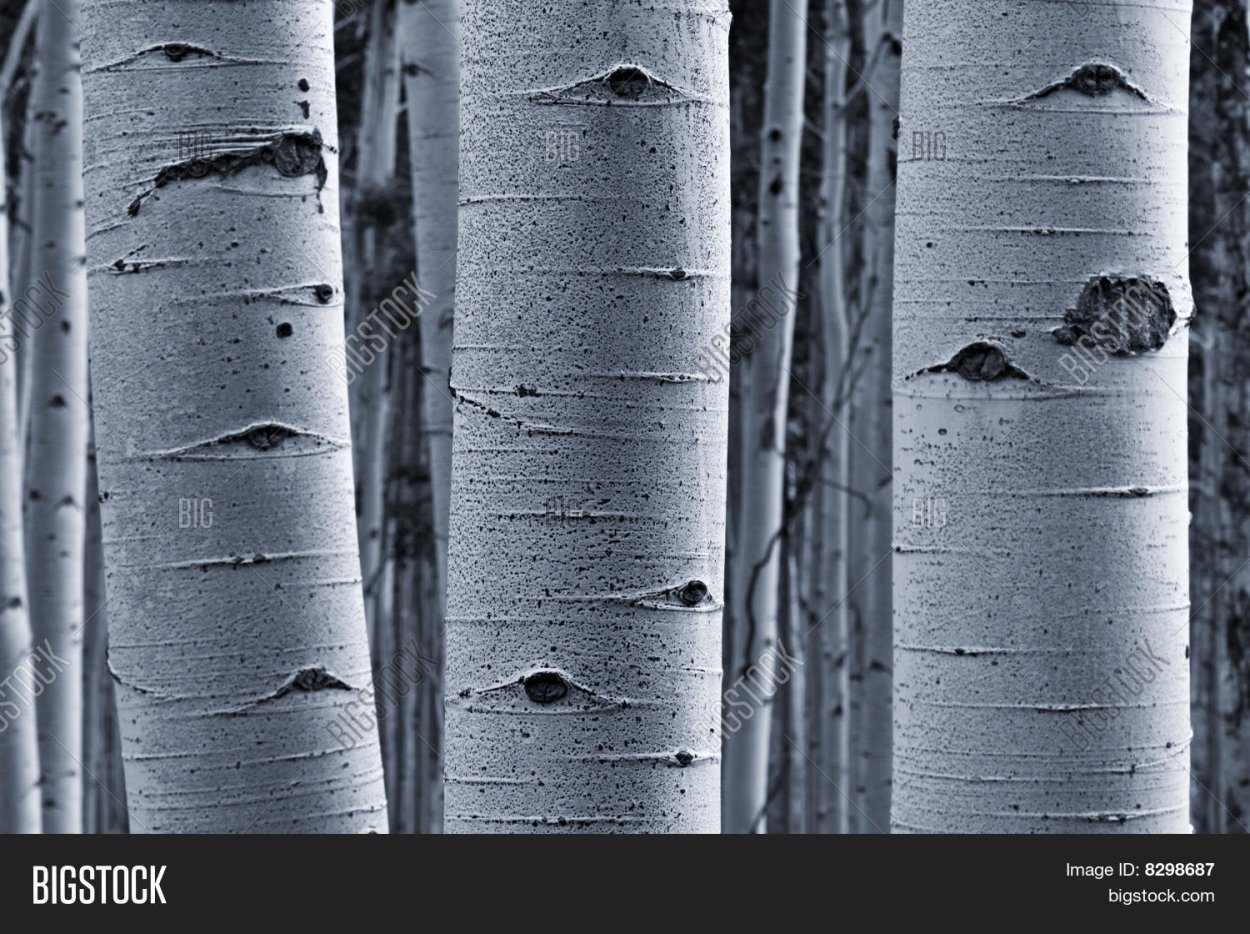 Ствол дерева вблизи