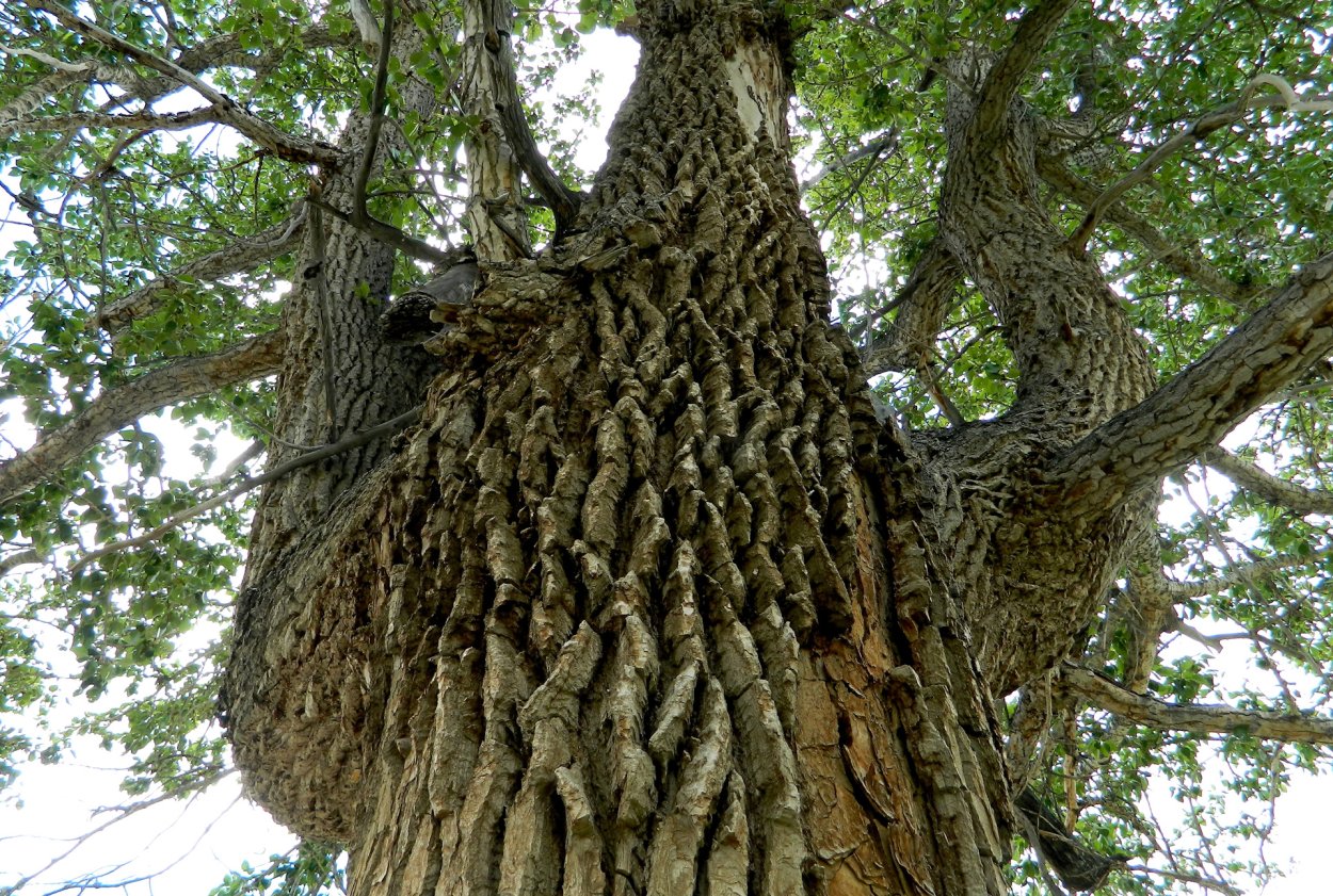 Бархат Амурский кора