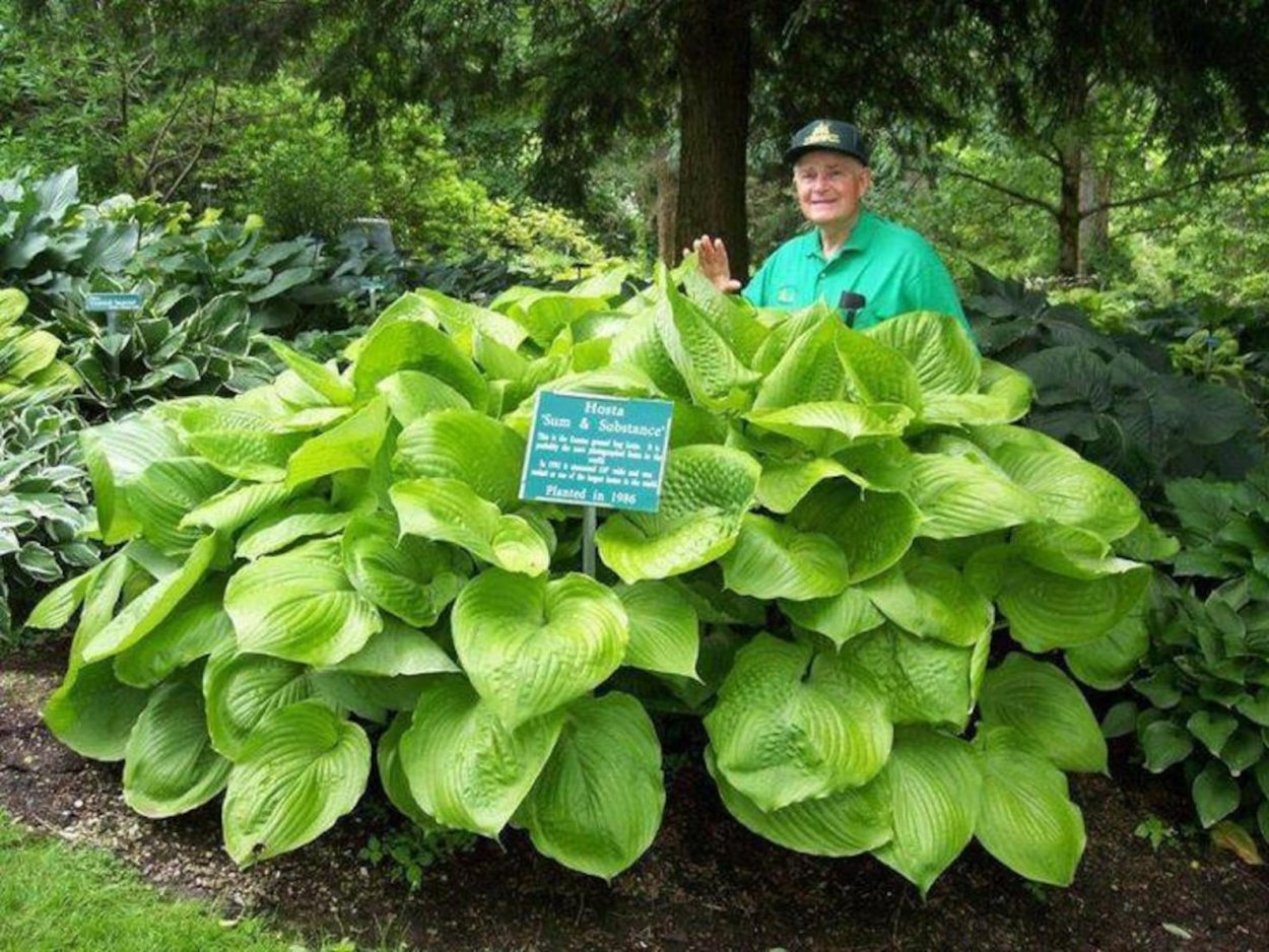 Монстера Тениус