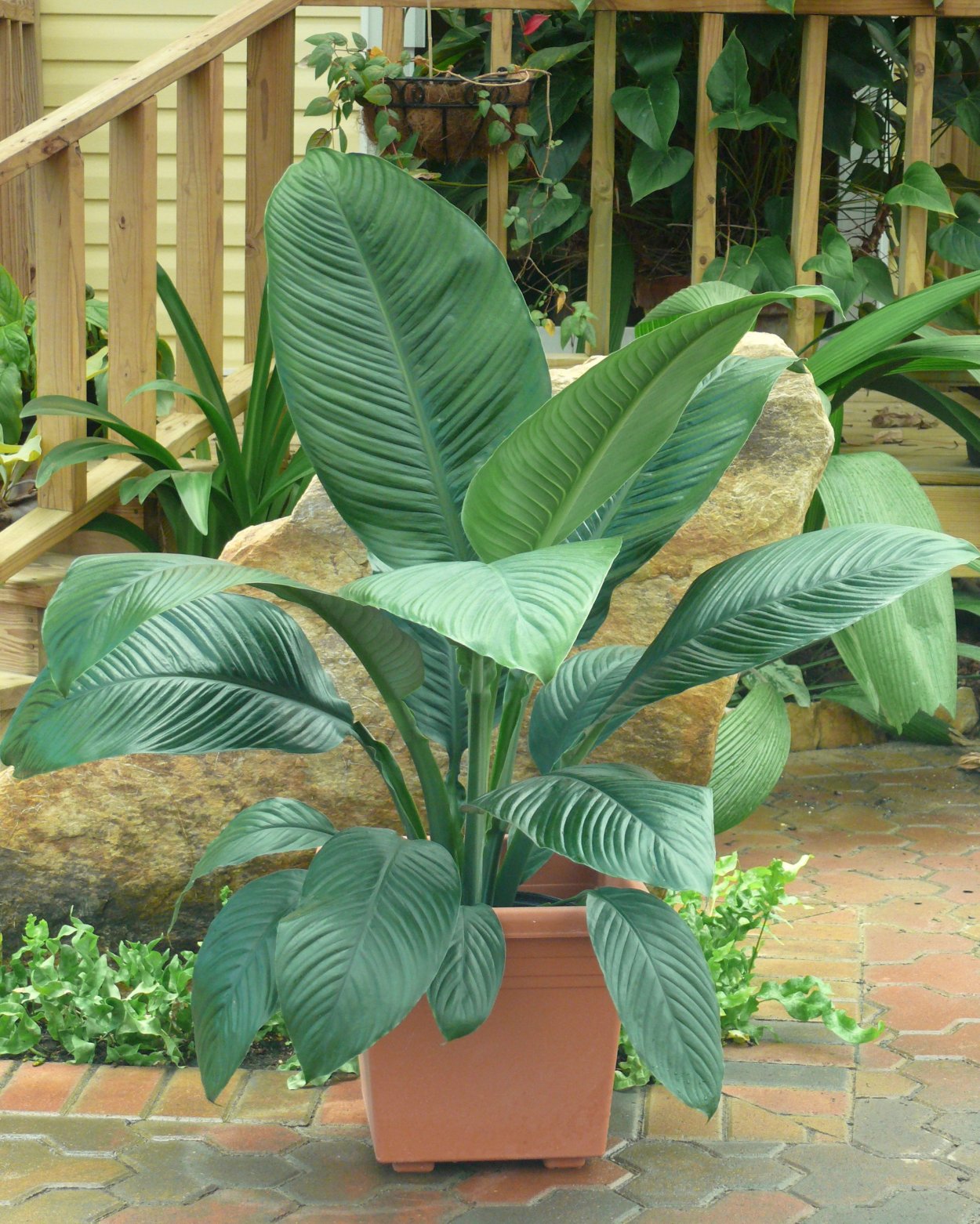 Канна краснолистная Садовая