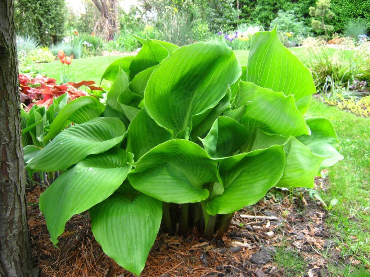 Гигантская Хоста Императрица ву
