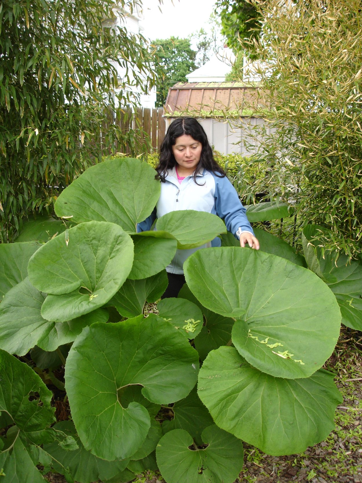 Астильбоидес роджерсия