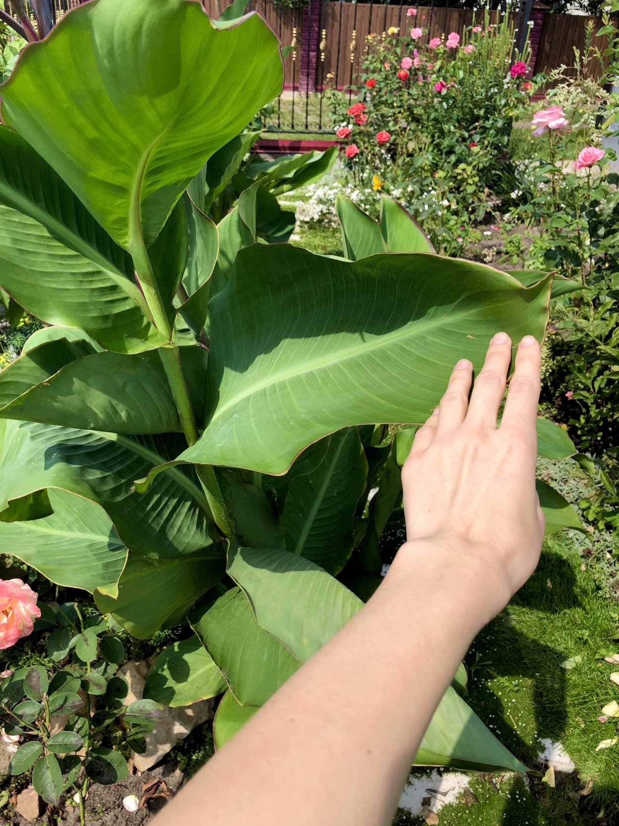 Эухарис амазонский