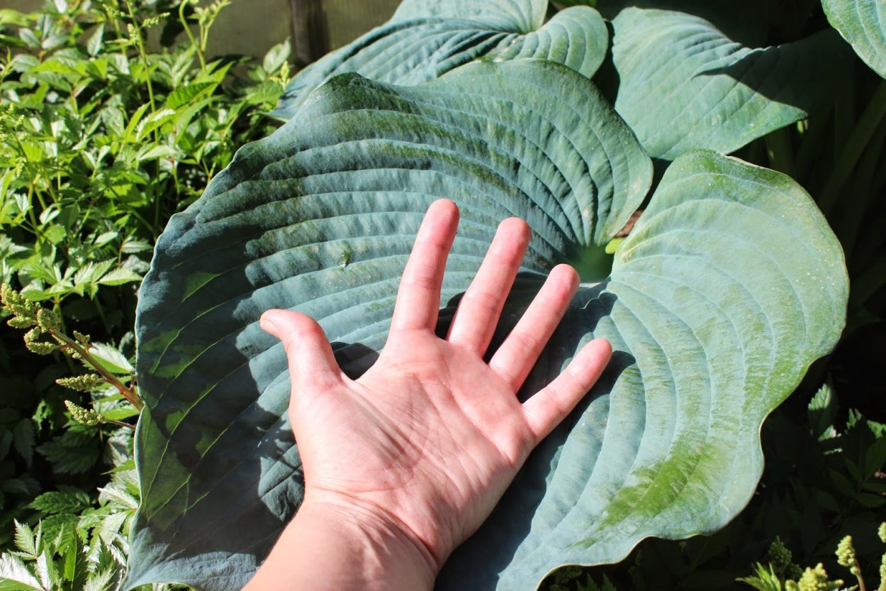 Хоста гибридная 'big Daddy'