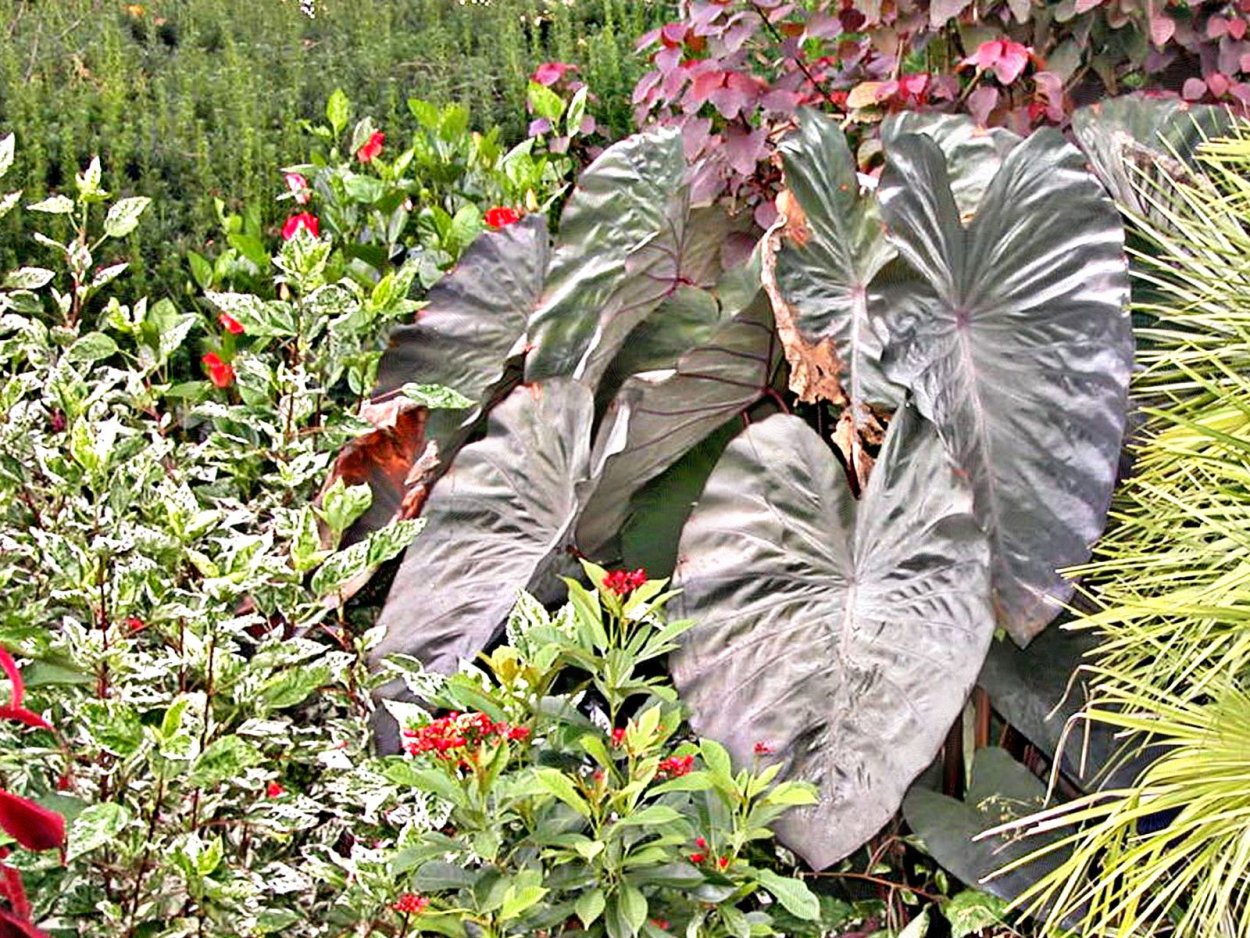 Каладиум White Queen