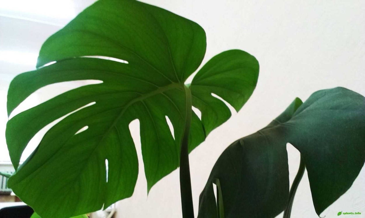 Ипомея батат ампельная