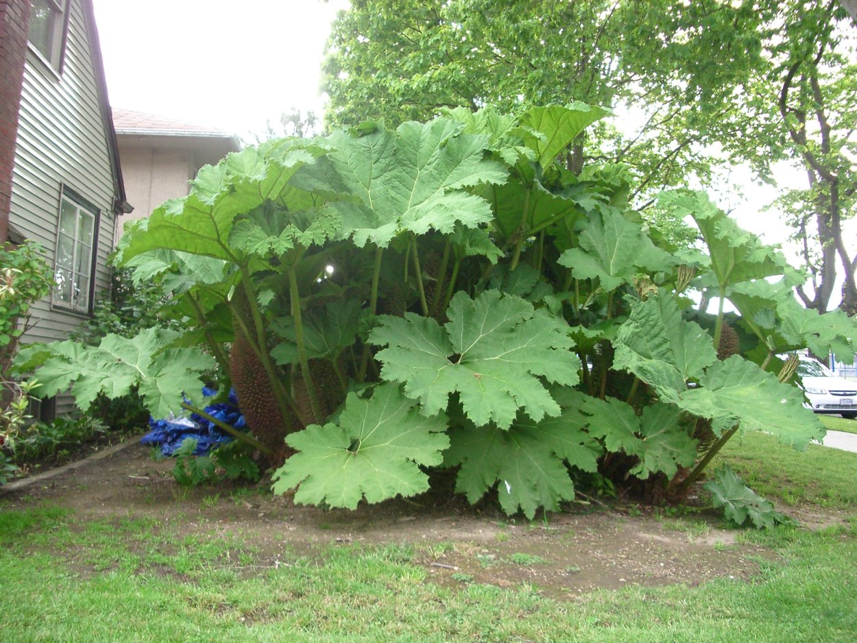 Хоста подорожниковая грандифлора