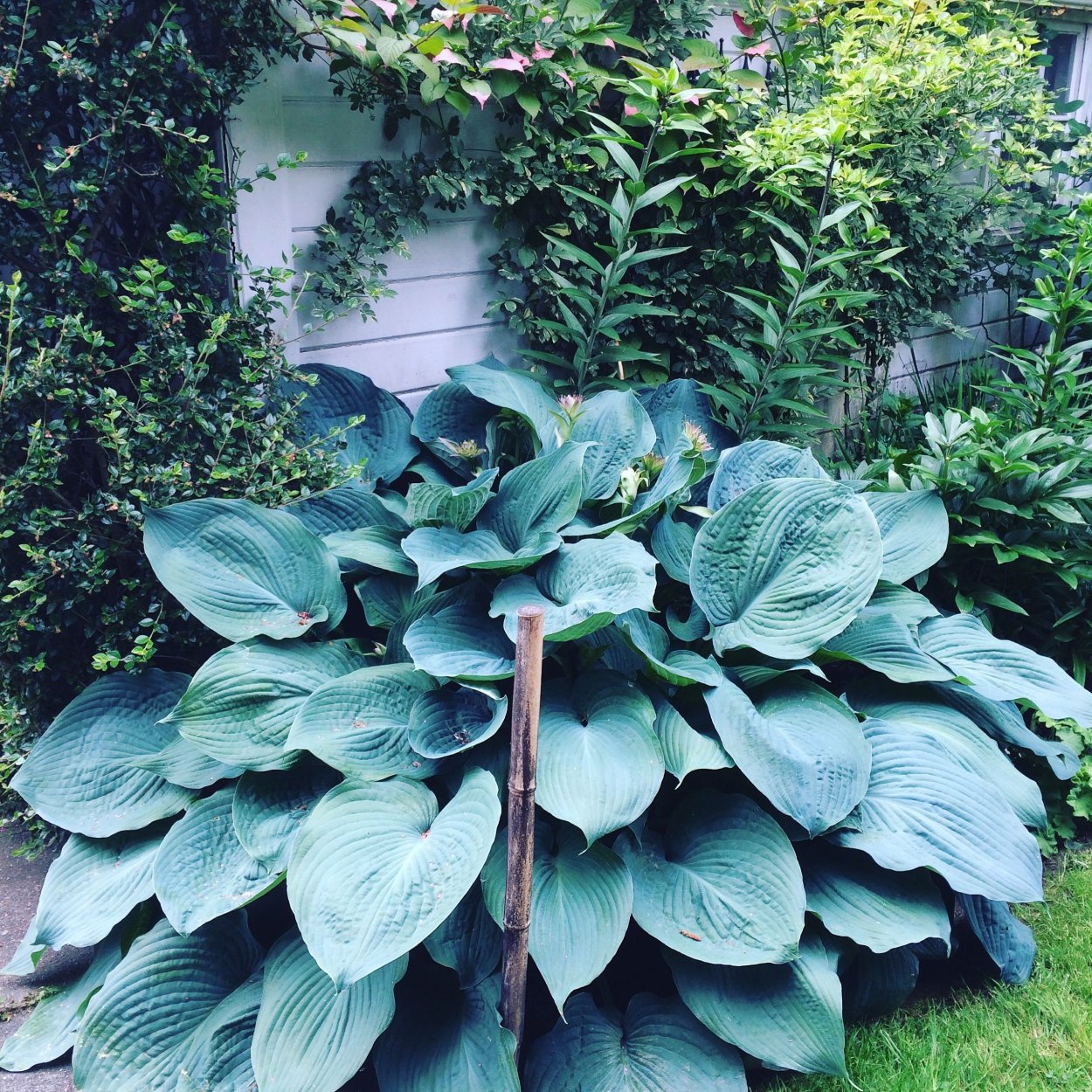 Хоста Зибольда Hosta sieboldiana