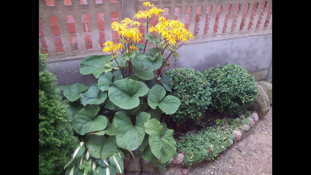 Роджерсия и бузульник