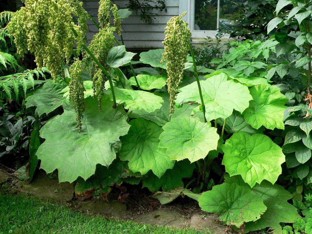 Хоста подорожниковая