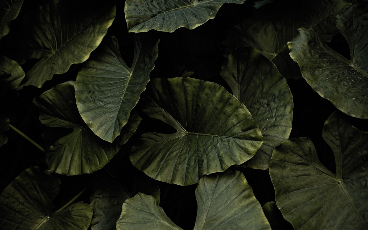 Белокопытник (Petasites)