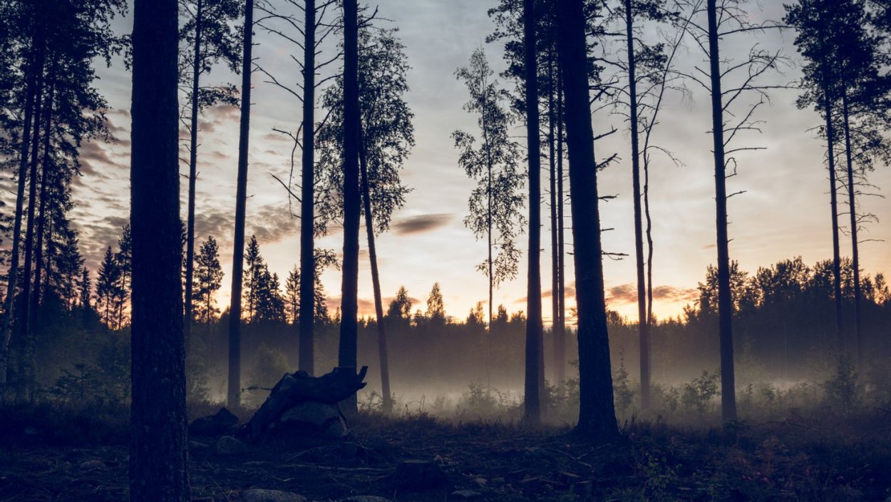 Атмосферный лес