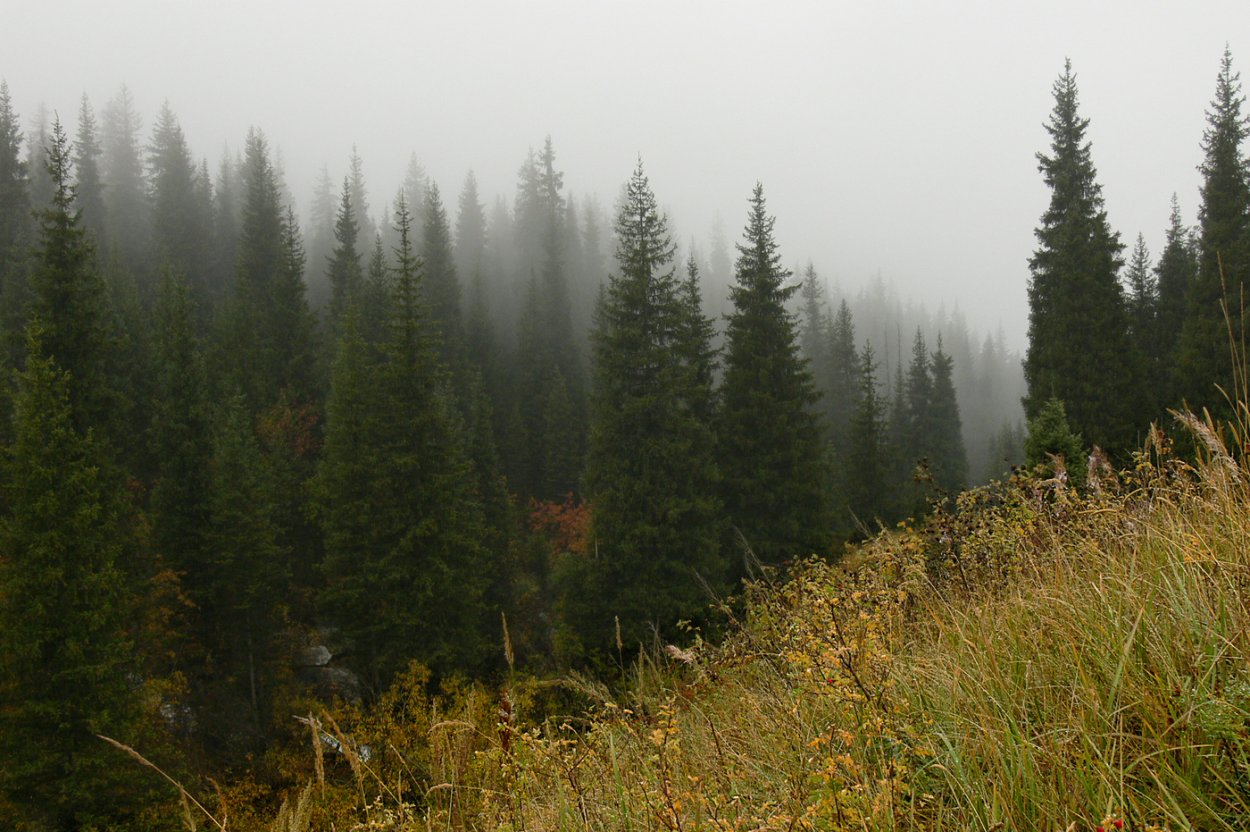 Осень горы туман