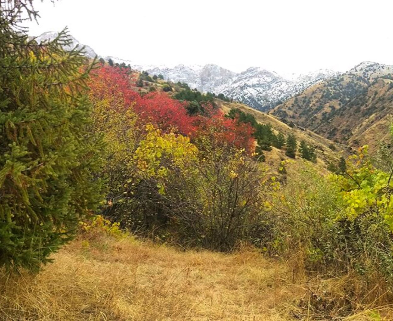 Родник чашма Сукок