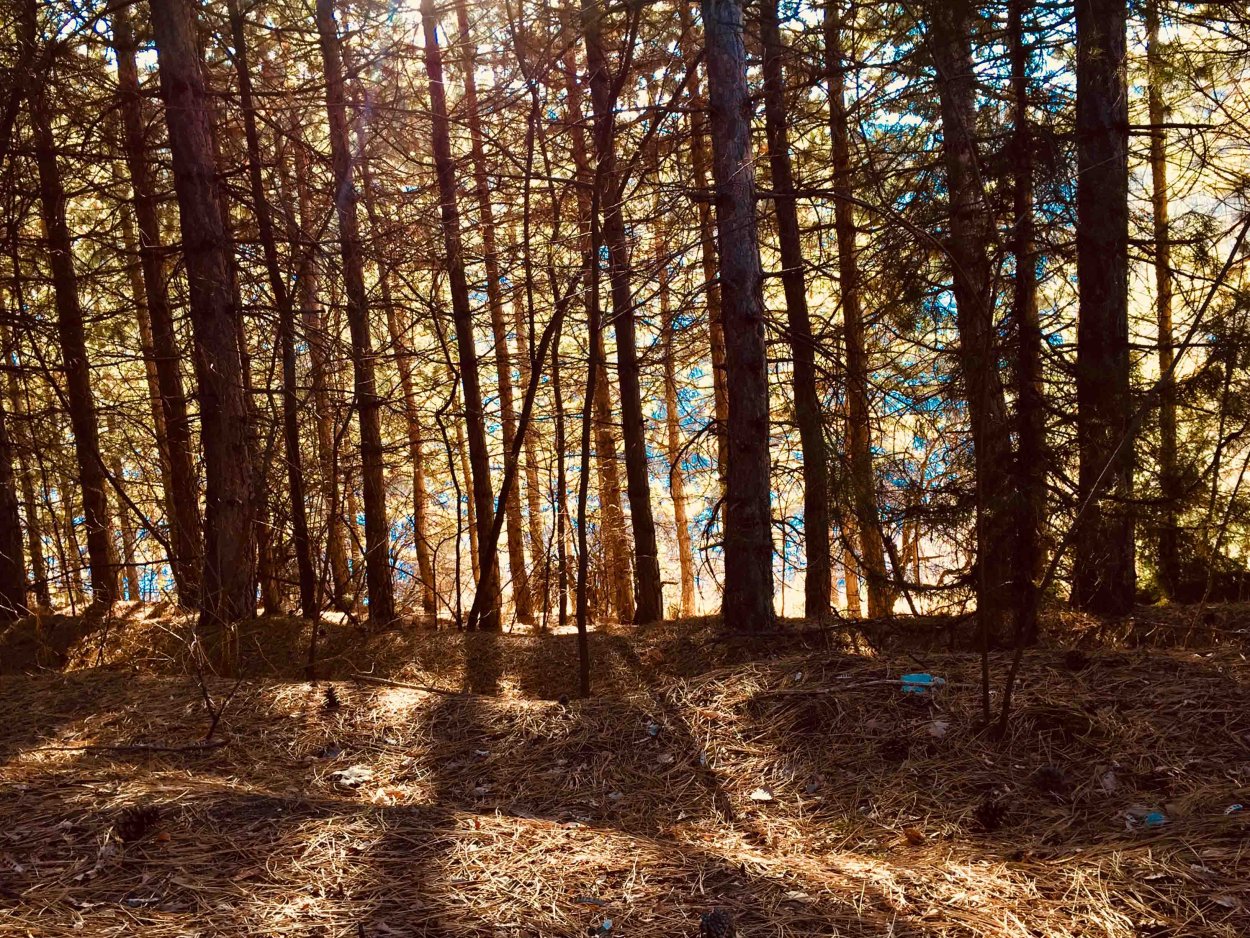 Сукок Лесной заповедник