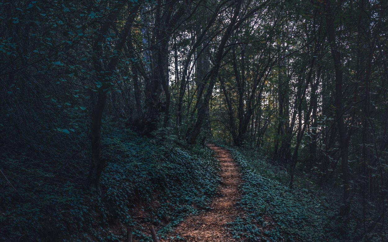 Тропинка в лесу