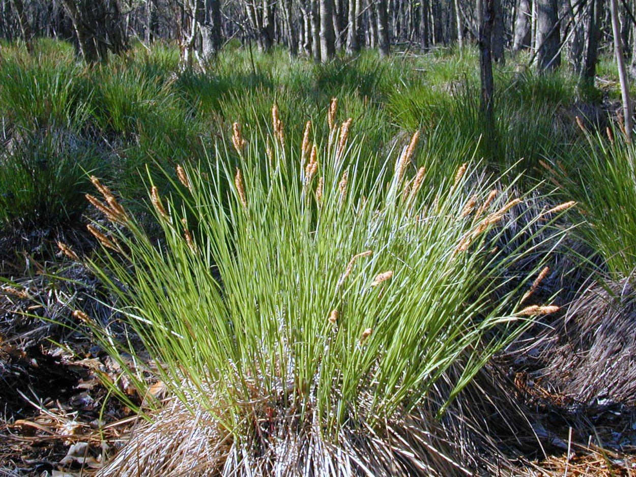 Осока Carex humilis