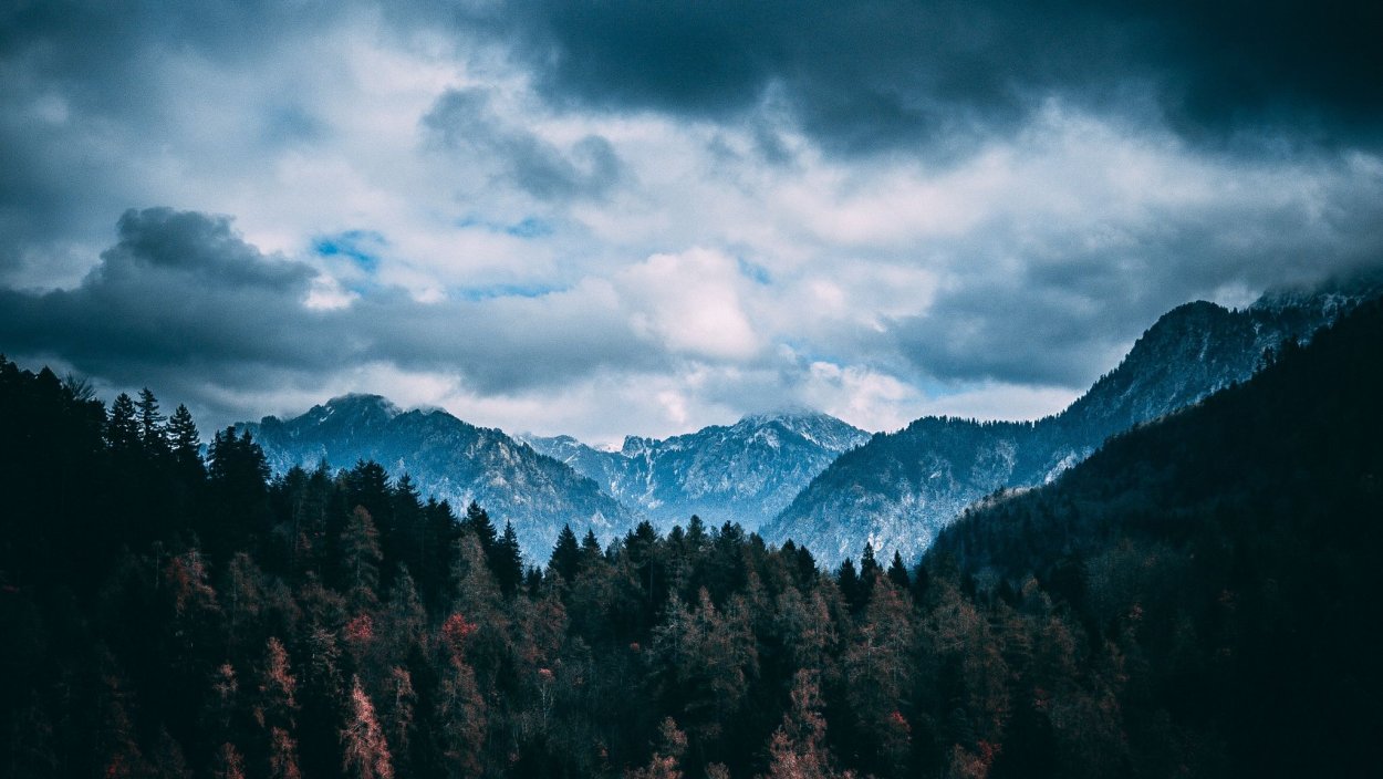 Лес верхушки