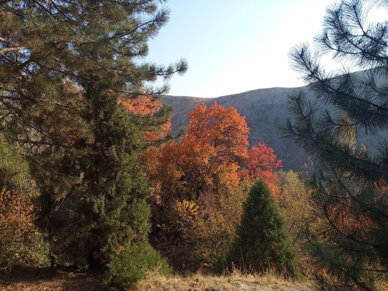 Хвойный лес Сукок