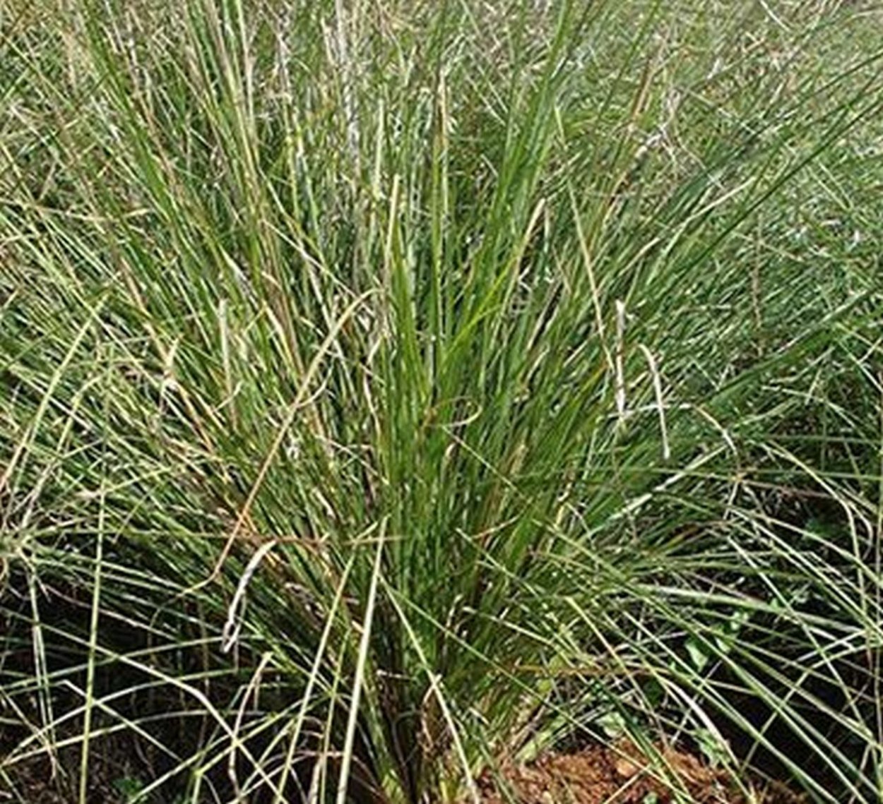 POA Cynosuroides – мятлик гребнникоподобный