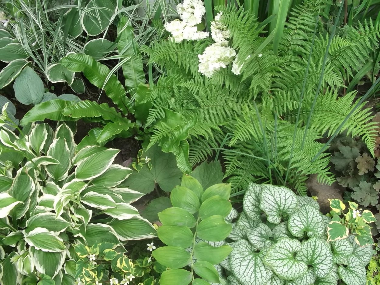 Хоста низкорослая бордюрная