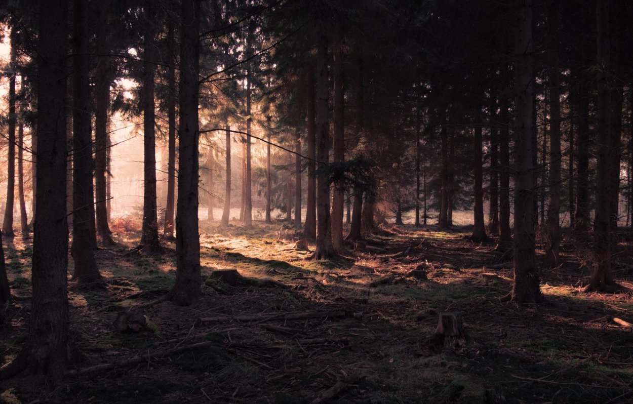 Лес Сукок Ташкент