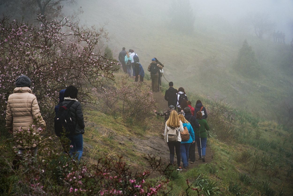 Фон леса горы