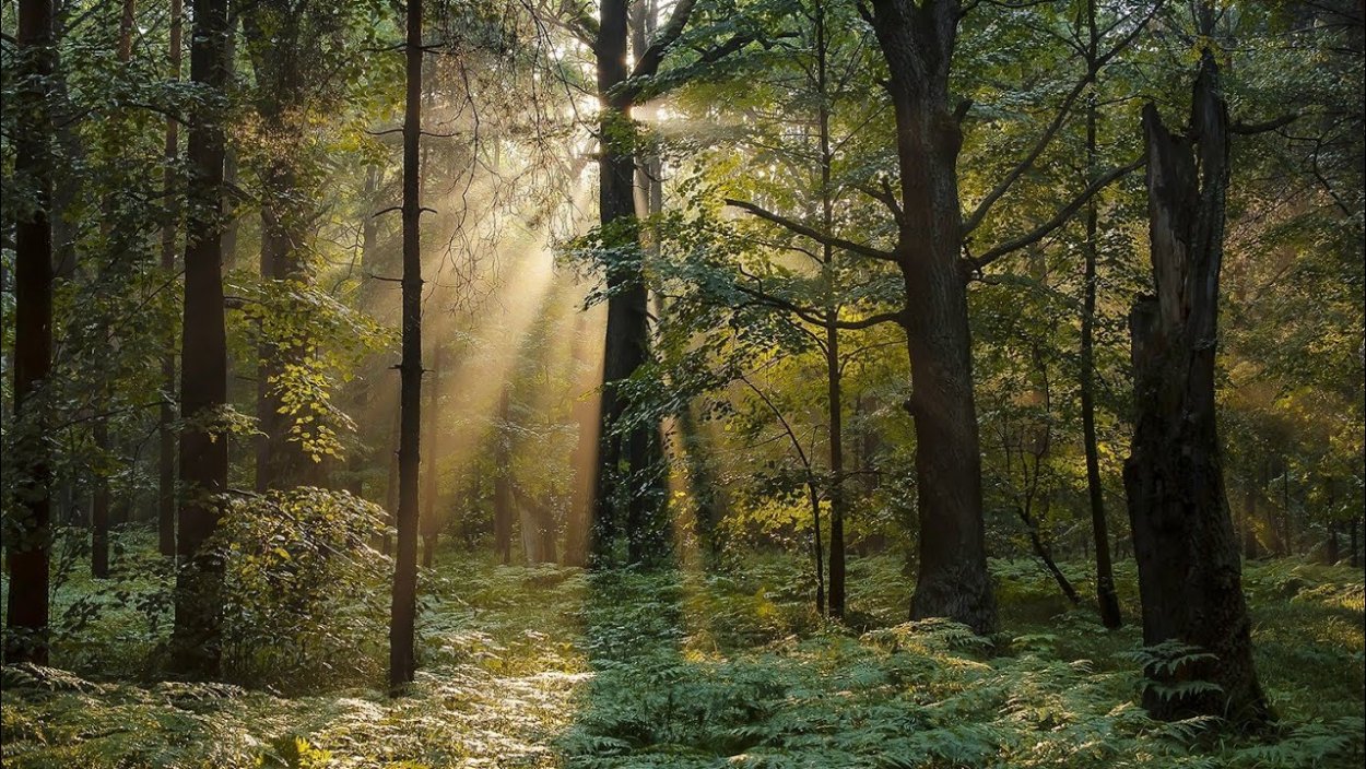 Одиночество в лесу