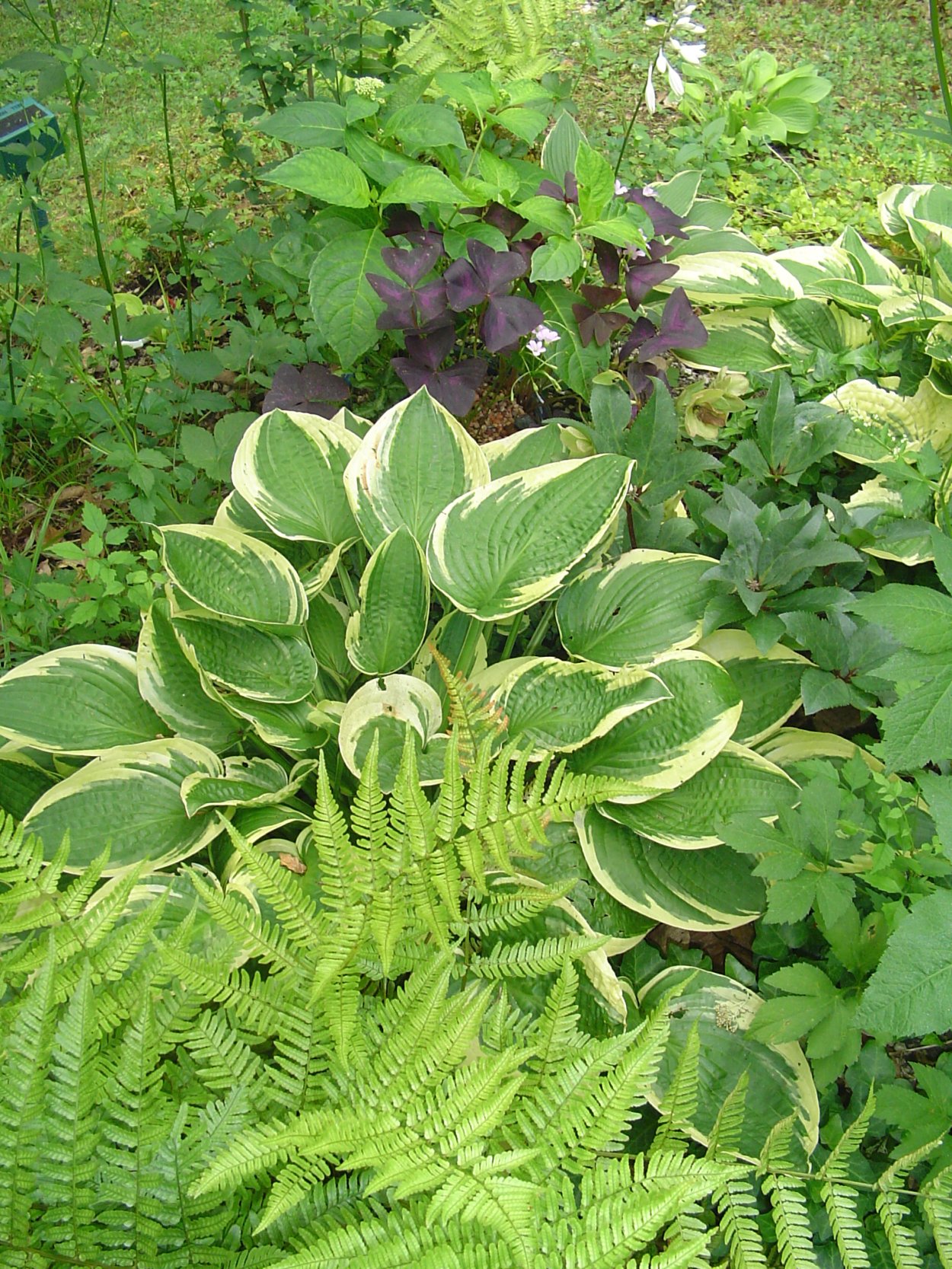 Папоротник и Хоста