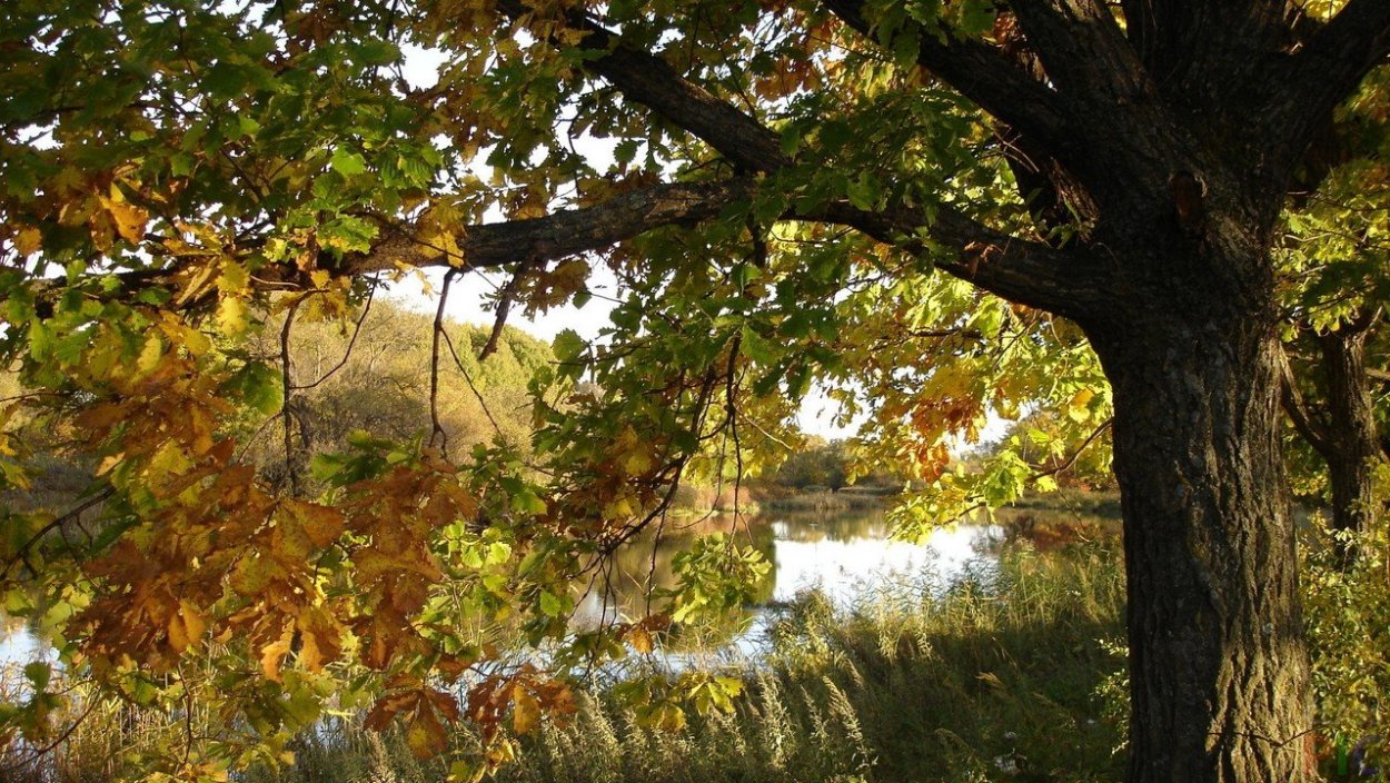 Вековой дуб Степана Разина