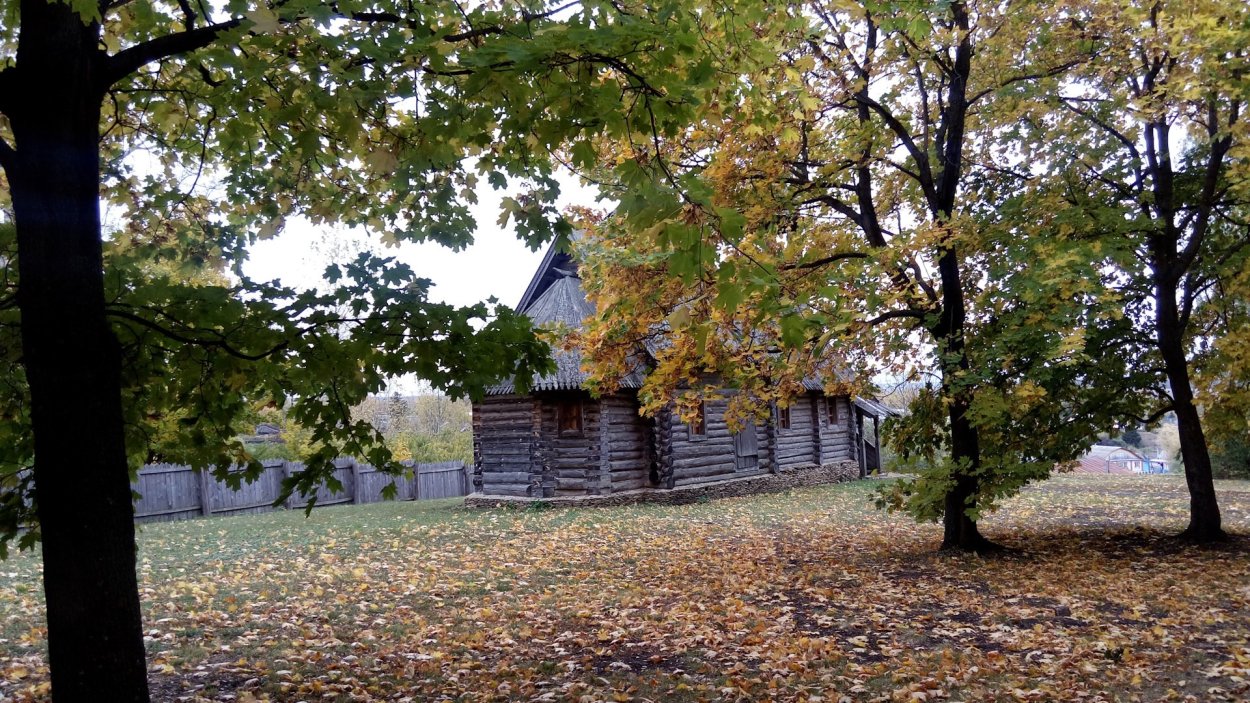 Сте́лмужский дуб