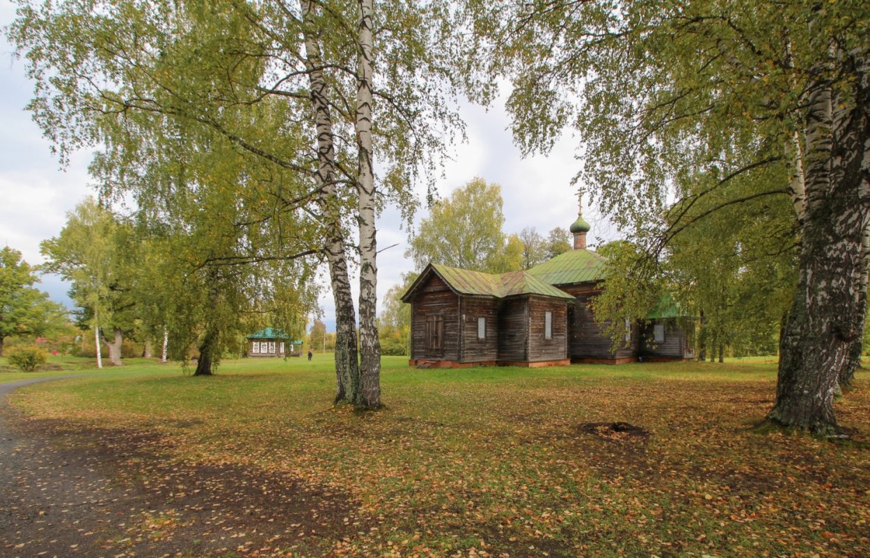 Ива американка гигантская