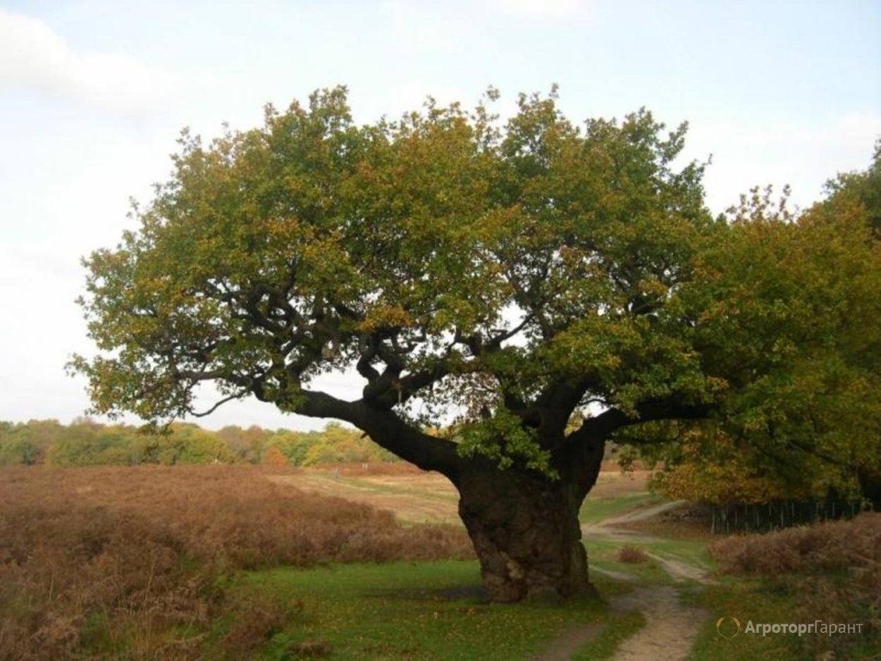 Пушкин Болдино роща Лучинник