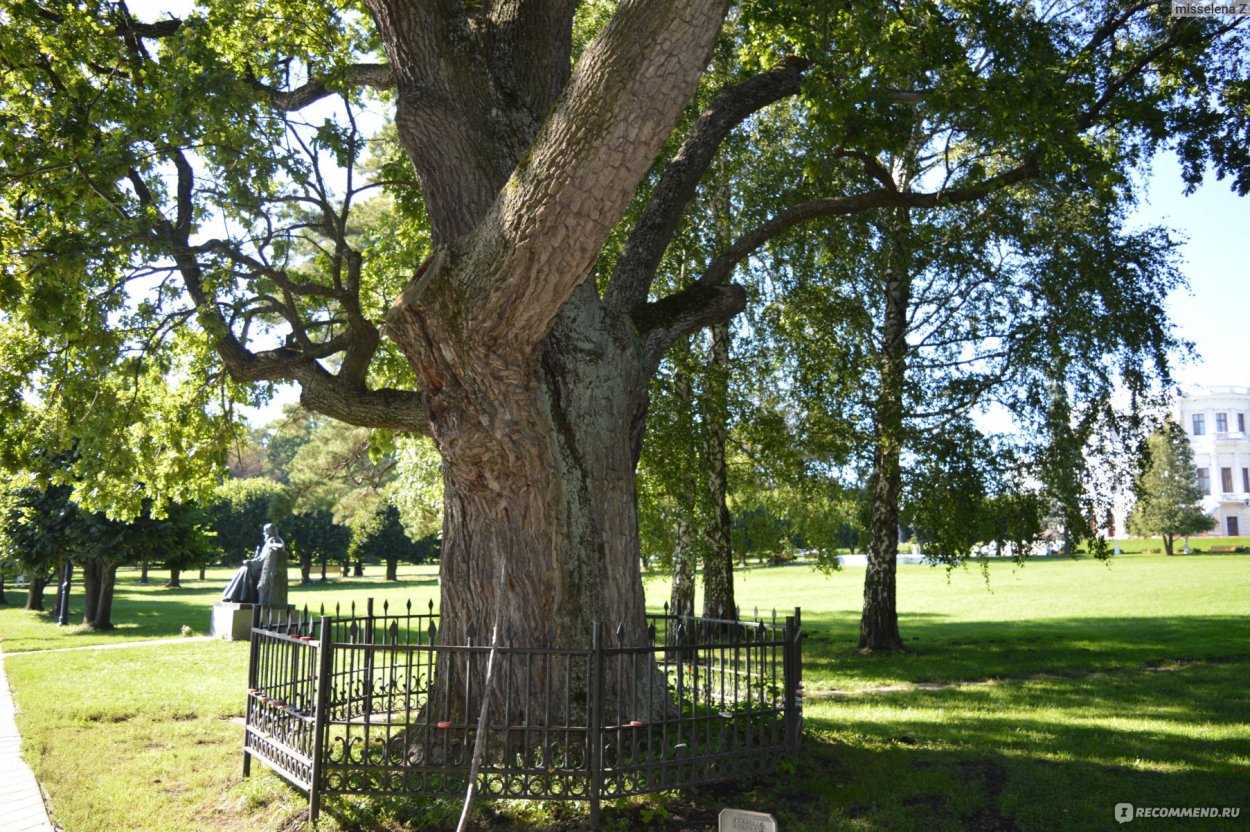 Пушкин Болдино роща Лучинник