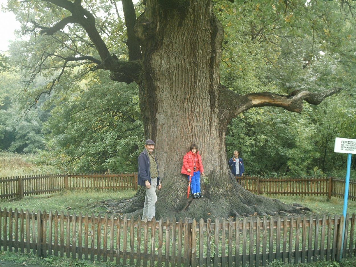 Дуб старейшина чувашских Дубов Чувашия