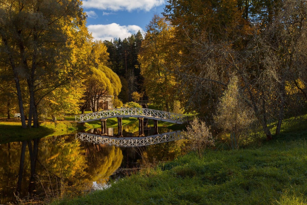 Ветка дерева