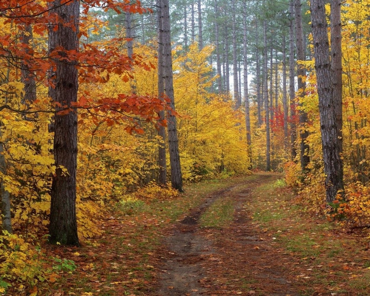 Осенний лес
