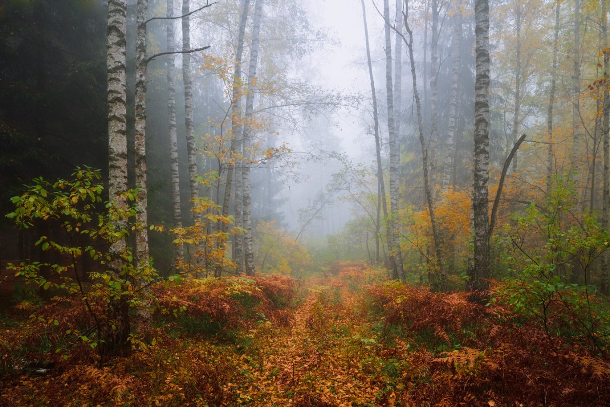 Корабельников осенний лес