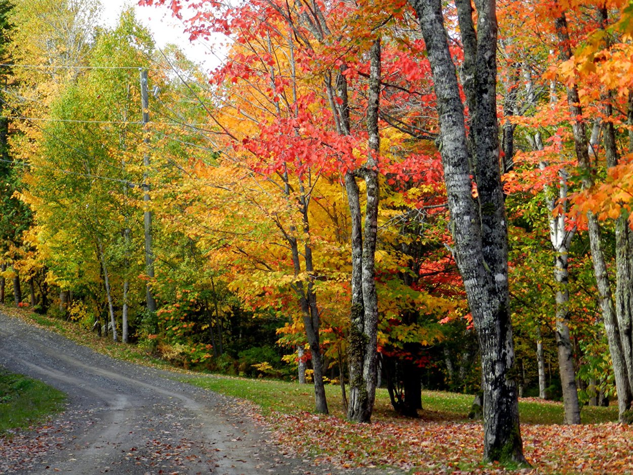 Природа лес осень