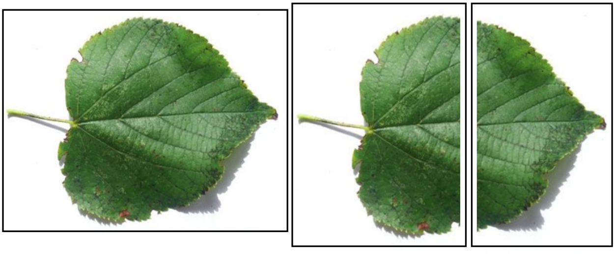 Липа остролистная листочек