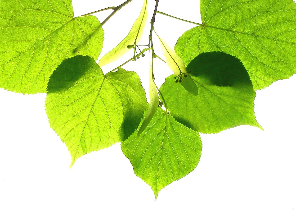 Карагач листья