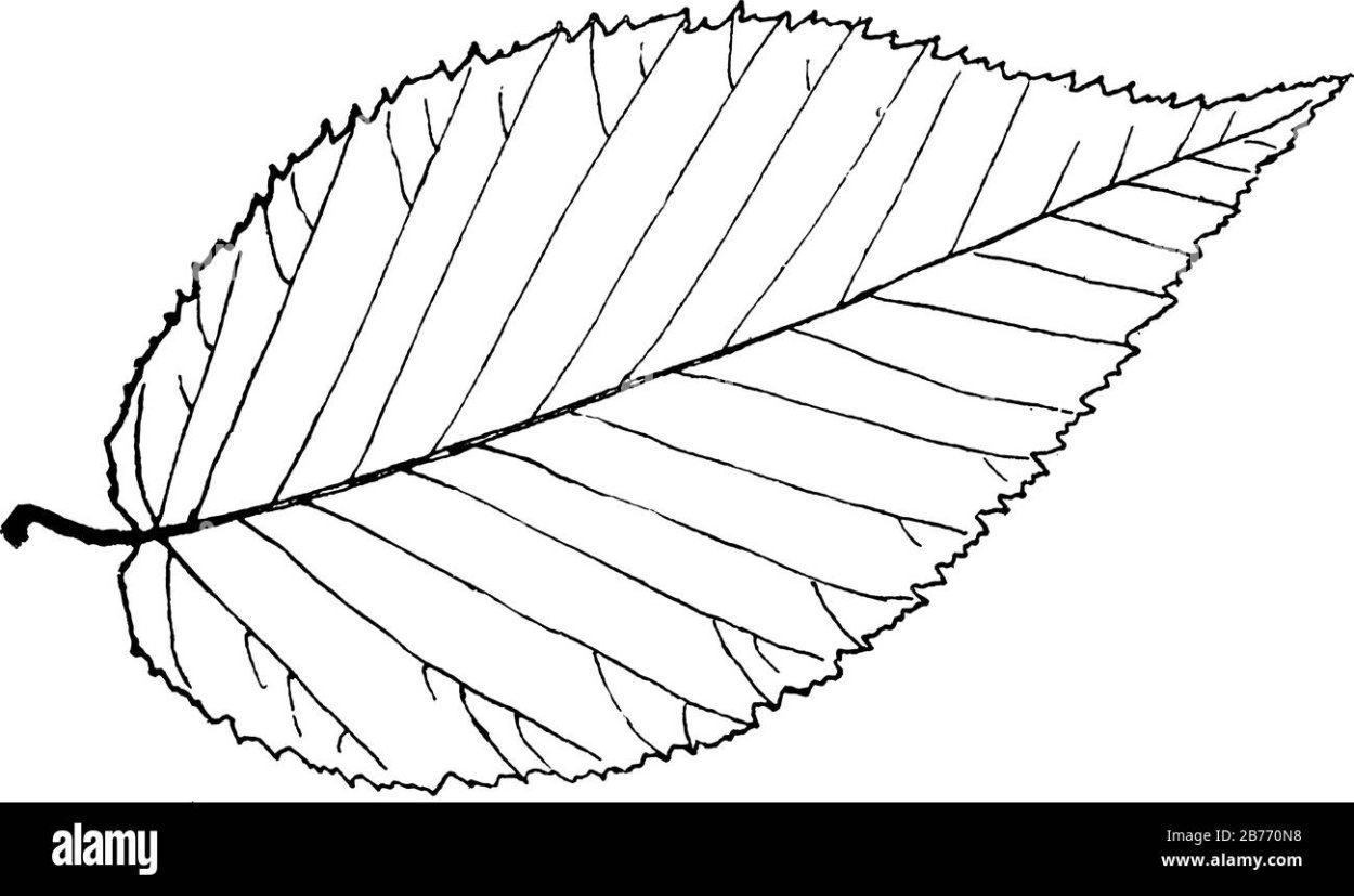 Листок липы