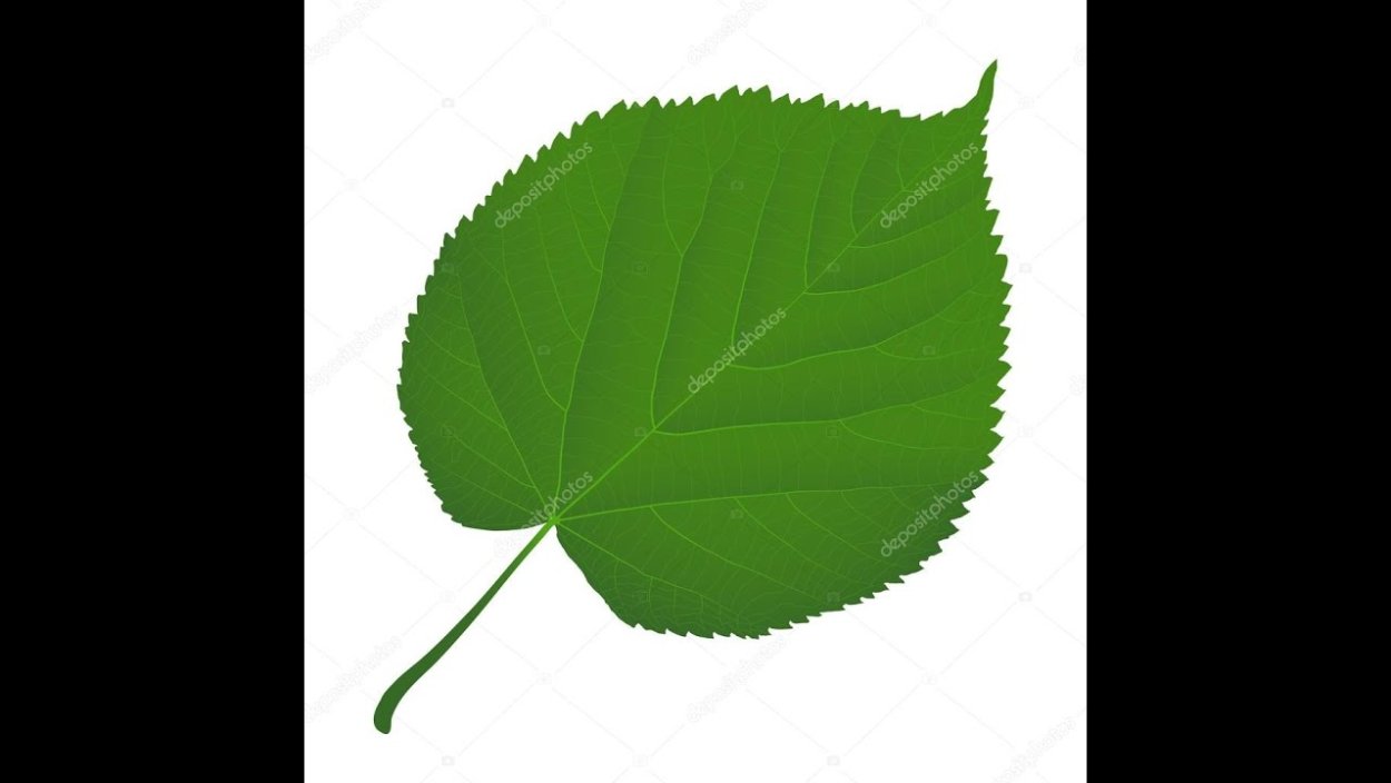 Строение простого листа липы