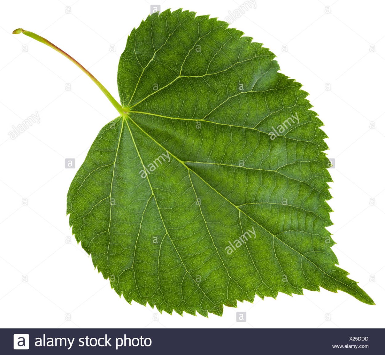 Листок липы