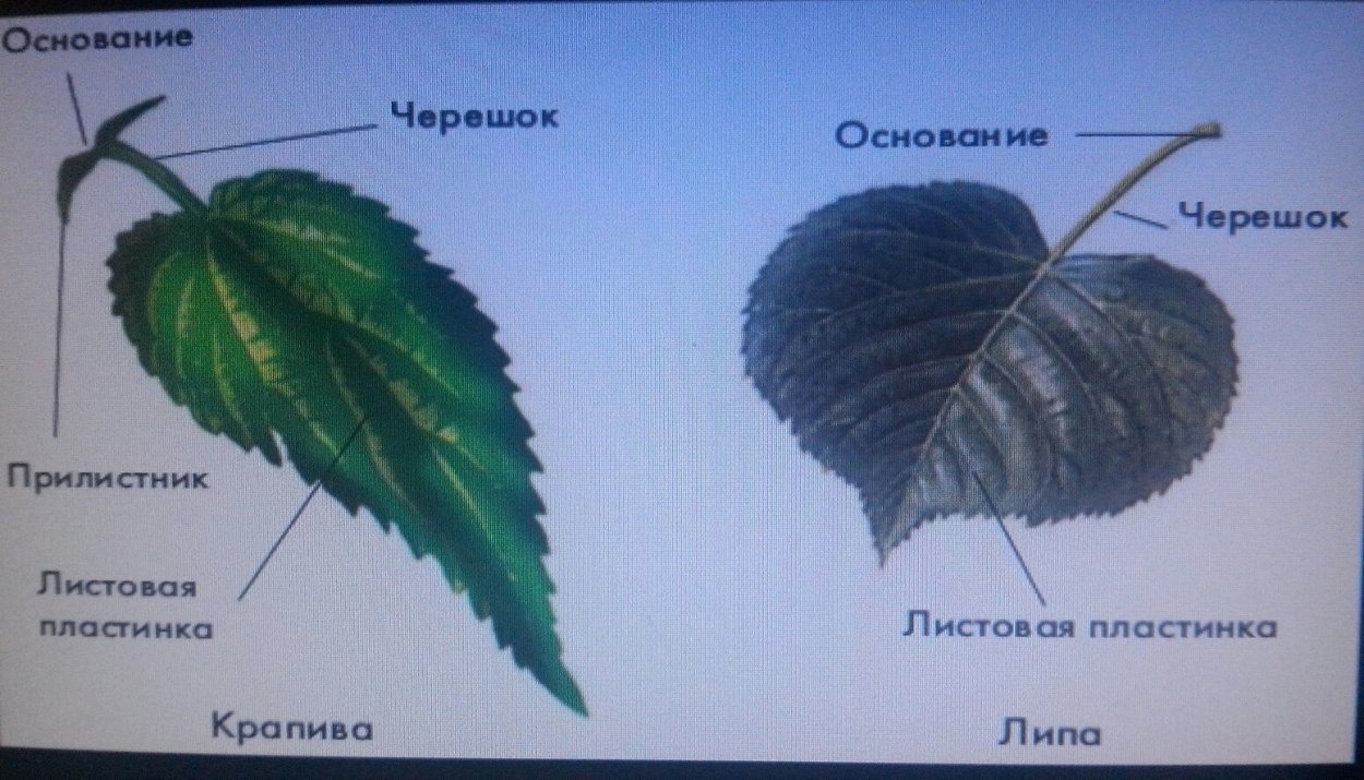 Листик липы жилки