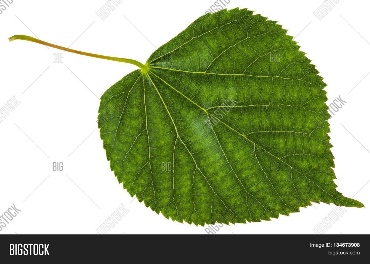 Березовый лист вектор